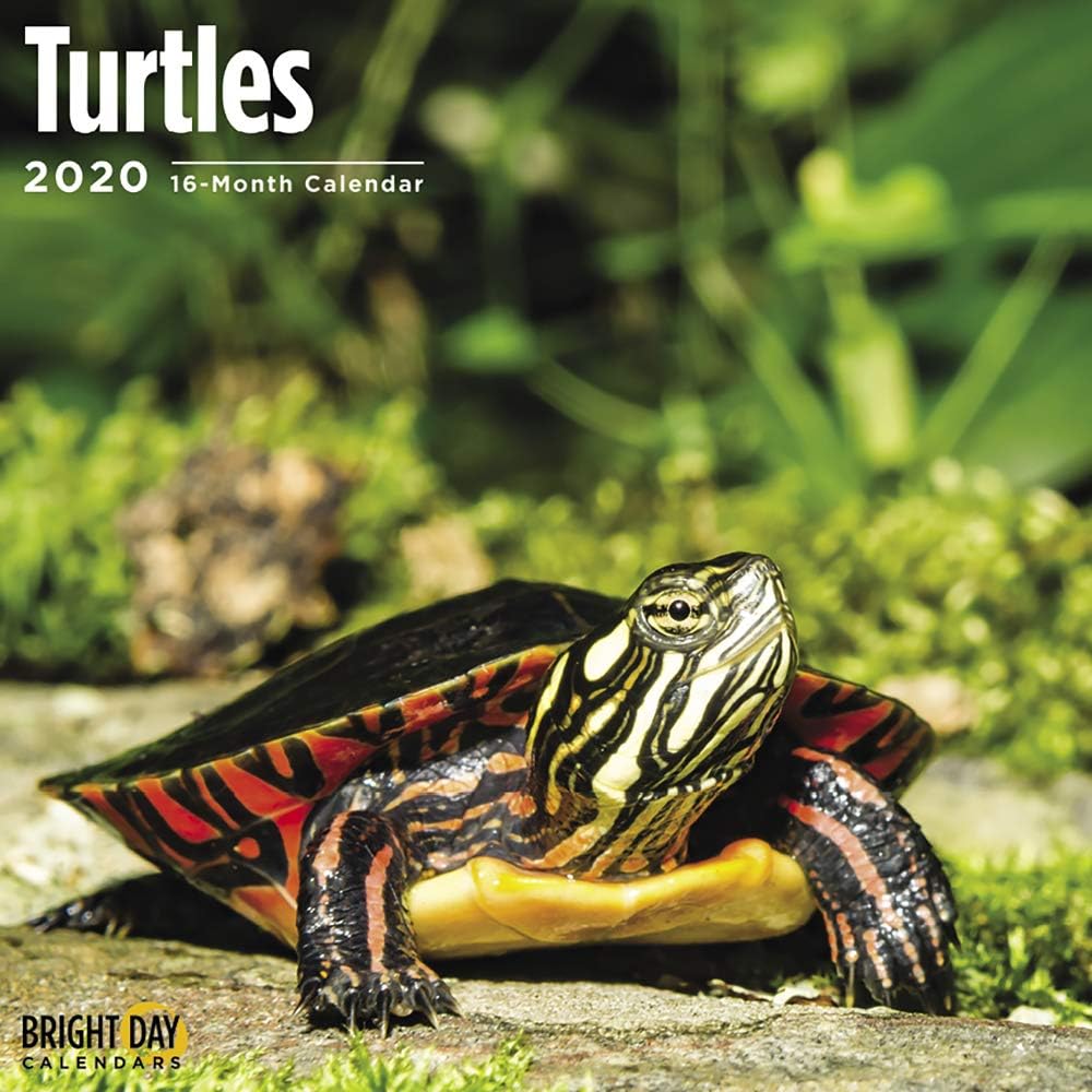 Which Is The Best 2019 Ninja Turtles Calendar