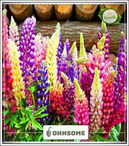 Seedsown Perennial Plants Lupin Flower Seeds Hybrid Plant Seeds For Hummingbirds Garden Plant Seeds Seed Amazon Co Uk Garden Outdoors