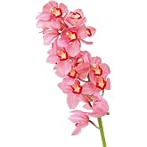 1 Stem Pink Fresh Cymbidium Orchid Fresh Flowers Bulk Flowers Wholesale Hydroponic Flower Arrangement Home Decor Birthday Anniversary Healing Gift