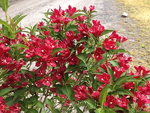Red prince weigela ( florida ) - live plant - quart pot
