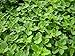Strawberry Mint Live Plant (mentha spicata 'strawberry')