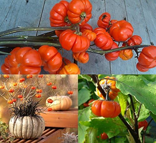 HEIRLOOM NON GMO Pumpkin on a Stick 10 seeds