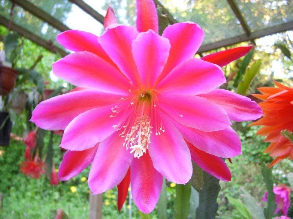 4 Orchid Seeds Cactus (Epiphyllum Pegasus) h448 Orchid Cactus epicactus Seeds
