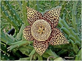 Stapelia Variegata 'Starfish Cactus' Rare Flowering Succulent Cactus |  Amazon price tracker / tracking, Amazon price history charts, Amazon price  watches, Amazon price drop alerts | camelcamelcamel.com