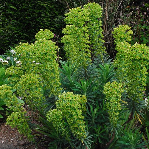Plant World Seeds Euphorbia Characias Characias Seeds Buy Online in