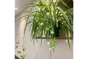 Plant Seeds for Planting (Chlorophytum comosum) - Easy to Plant Indoor Air Purifying Houseplant Seeds, Non-GMO, Perfect for C