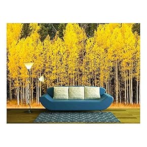 Stand of Changing Yellow Aspen Tree in Front of Dark Green Pine Trees in Mountains of Colorado on Fall Afternoon - Removable Wall Mural | Self-Adhesive Large Wallpaper - 66x96 inches