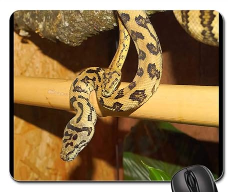 Amazon Com Mouse Pads Snakes Terrarium Close Pythons Tree