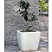 Window Garden Aquaphoric Self Watering Planter (11”) + Fiber Soil = Foolproof Indoor Home Garden. Modern Decorative Planter Pot for House Plants, Flowers, Herbs, Vegetables, Tropical. Easy