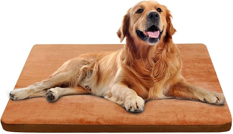 pointer border collie mix dog