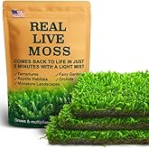 LuckyRunes Live Hypnum Moss 3-Pack 3.5x7in for Terrariums &amp; Plant Decor | Mixed Green Texture, Easy to Shape, Natural Ground Cover, Bonsai Displays, Miniature Landscapes, Moss Art Projects