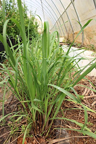 6 Fu+Dog+Garden+Lemongrass+Cymbopogon