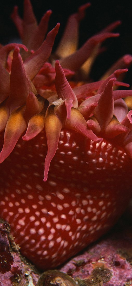 PeelitStickit Underwater, Undersea Wall Murals, ID-093, vinyl