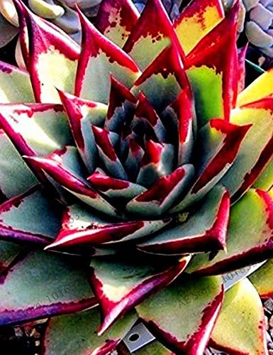 ADOLENB Seeds 50 pcs Muticolor Aloe Vera (Aloe barbadensis) Seeds, First Aid Plant Bonsai Seed, Indoor Plants Succulent for Balcony, Garden, Home