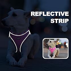 haapaw Dog Harness with Leash Set, No Pull