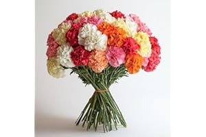 GlobalRose 200 Assorted Carnation Flowers - Responsibly Sourced Carnations Fresh Flowers - Hand-Picked Fresh Bouquet for Graduation, Anniversary, Birthday & Special Occasions (8 Bunches of 25 Stems)