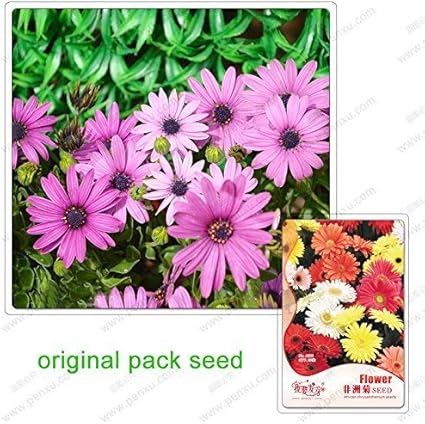 Amazon Co Jp スワンズグリーン種子 パック ガーベラデイジー ガーベラ中庭テラスブレンド鉢植えの花の種子 Kitchen Housewares