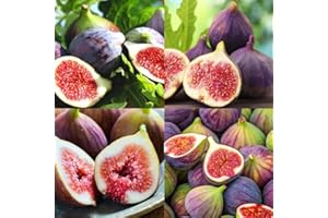King Figs Seeds for Planting, 50+ Perennial Sweet Fresh Fruit, Non-GMO Heirloom Garden Outdoor
