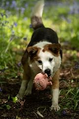 Petface Latex Oink Oink Pig Soft Chew Dog Toy Pet Toy view 4