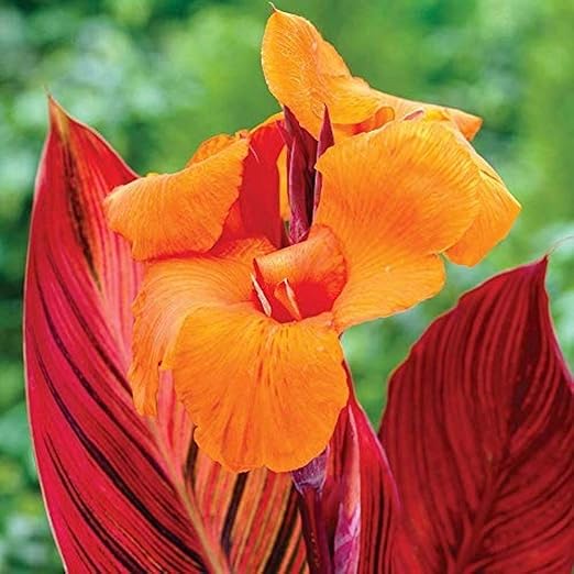 2Pcs Beautiful Canna Bulbs Exotic Rare Varieties Tropical Canna Lily