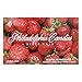 Philadelphia Candies Cordial Strawberries with Liquid Center, Milk Chocolate Covered 1 Pound Gift Box