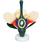 Vision Scientific VAN307 Dicot Flower Model | 8X Enlarged | Can be Disassembled | Important Structures are Numbered | Mounted on a Stand | W Key Card