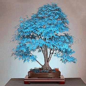 20 Stuck Blau Japanischer Ahorn Baum Bonsai Samen Balkon Pflanzen