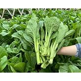 Heirloom Choy Sum Seeds for Planting, 3,000+ Organic Non-GMO Yu Choy Sum Seeds, High Germination, Fast Growing Asian Cabbage for Home Garden Indoor Outdoor, AKA Bok Choy, Pok Choi