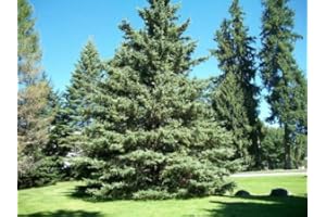 White Spruce Tree Seeds (Picea glauca) - 40 Seeds per Pack Comes with Growing Instructions