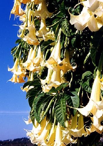 TROPICA - Angel‘s Trumpet / white (Brugmansia suaveolens) - 10 Seeds - Mediterranean