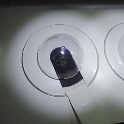 Emsa Click & Grow Smart Garden 9 unidades M52619, Semillas Smart ...