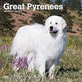 Great Pyrenees 2020 12 x 12 Inch Monthly Square Wall Calendar, Animals Dog Breeds by 