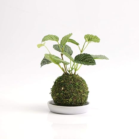 Amazon Ct触媒 盆栽 苔玉 フェイクグリーン 観葉植物 消臭 抗菌 防汚 おしゃれ 和盆栽 和風 インテリア 卓上 人工観葉植物 オンライン通販