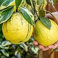 Variegated Pink Lemon Tree, Lemon Trees Live Plants, 3 to 4 Feet Tall Ready to Plant, Perennial Fruit Tree Live