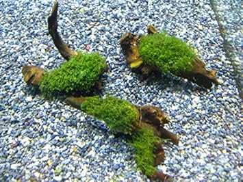 Amazon 流木s付き プレミアムモス 1個 ノーブランド品 生体水草 通販