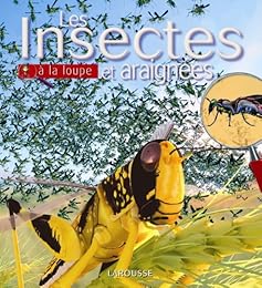 Insectes et araignées