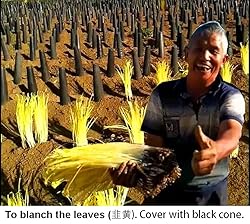 2025 Early Bird-Garlic Chive Seeds for