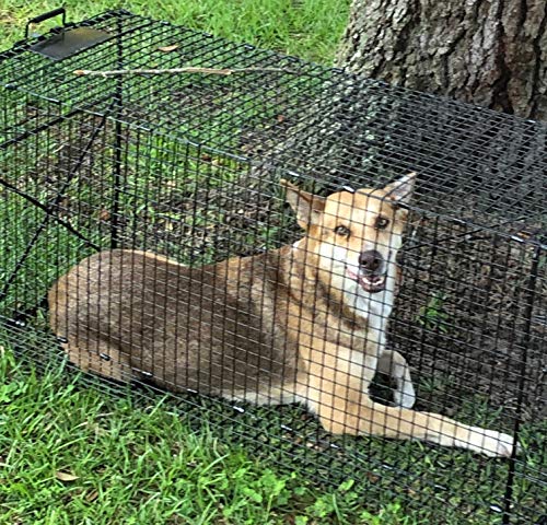 Humane Trap - Live Animal (Coyote, Stray Cat, Fox, Raccoon) Trap - 50"x24"x19"