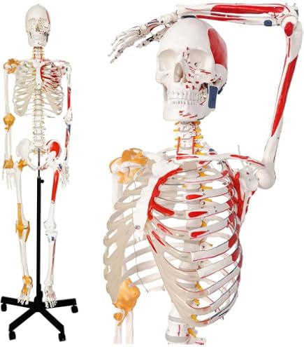 Amazon.com: 2026 New Human Skeleton Model, Medical Anatomical Life