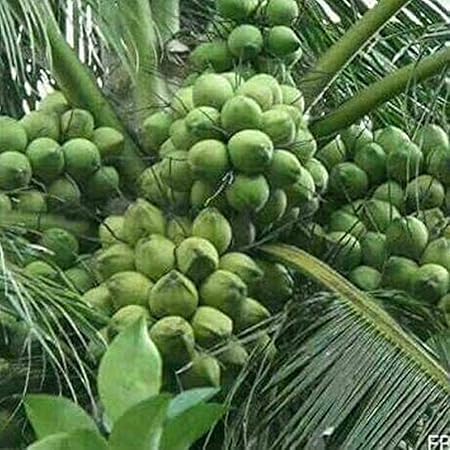 Creative Farmer All Season Dwarf Variety Coconut Plant Hybrid Kuttiadi Coconut Live Plant