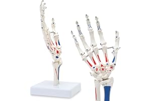 LYOU Human Hand Joint Model, Life Size Flexible Right Hand and Wrist Skeleton Model with Articulated Joints and Ligaments, Mount on Base