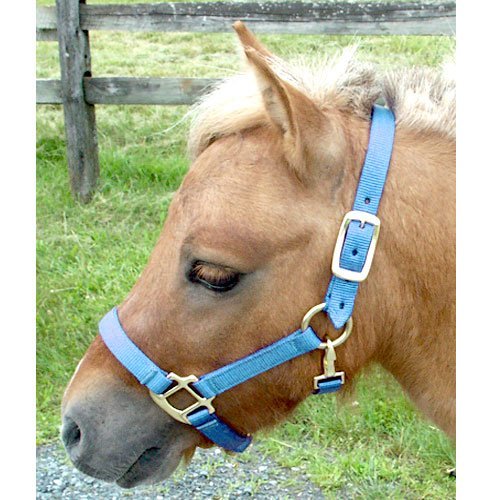 Intrepid International Nylon Miniature Horse Halter, Light Blue, Mini