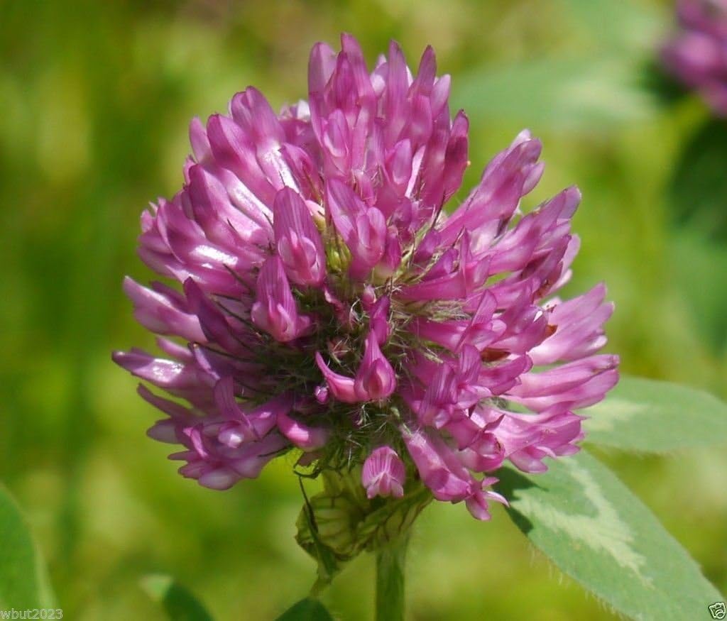 Red Clover Seed, The best clover for poor soils.(Trifolium