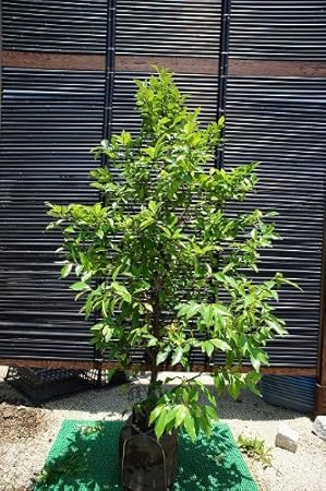 Amazon S3 カラタネオガタマ ポートワイン 赤花 樹高1 5m前後 露地苗 植木