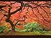 25 SCARLET / CAROLINA RED MAPLE TREE Acer Rubrum Seeds by Seedville
