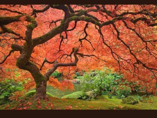 25 SCARLET / CAROLINA RED MAPLE TREE Acer Rubrum Seeds by Seedville 25 SCARLET / CAROLINA RED MAPLE TREE Acer Rubrum Seeds by Seedville