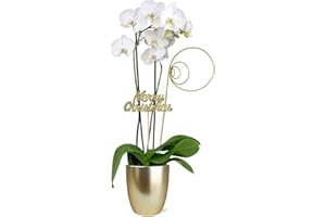 PLANTS & BLOOMS SHOP Just Add Ice SA5112 White Orchid in Gold Ceramic with Merry Christmas Pick, Live Indoor Plant, Long-Lasting Fresh Flowers, Holiday Décor or Gift, 5" Diameter, 16" Tall