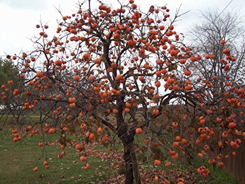 Persimmon Tree - Diospyros virginiana - Healthy Established Roots - One Trade Gallon - 1 Plant by Growers Solution - Thumbnail 3