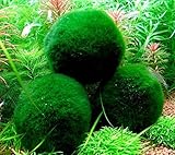 4 Marimo Moss Balls | Live Aquarium Plant Decoration for Fish Tanks | ~2 Inches | Large Cladophora Betta Fish Friendly | Minimal Care Required