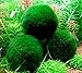 4 Marimo Moss Balls | Live Aquarium Plant Decoration for Fish Tanks | ~2 Inches | Large Cladophora Betta Fish Friendly | Minimal Care Required